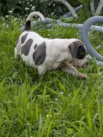 Blue Tricolor , a female American Bully for sale in Heuvelton, NY – 7 of 8