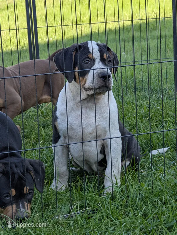 Black Tricolor  – American Bully puppy for sale in Heuvelton, NY