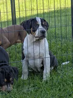 Black Tricolor , a male American Bully for sale in Heuvelton, NY – 1 of 5