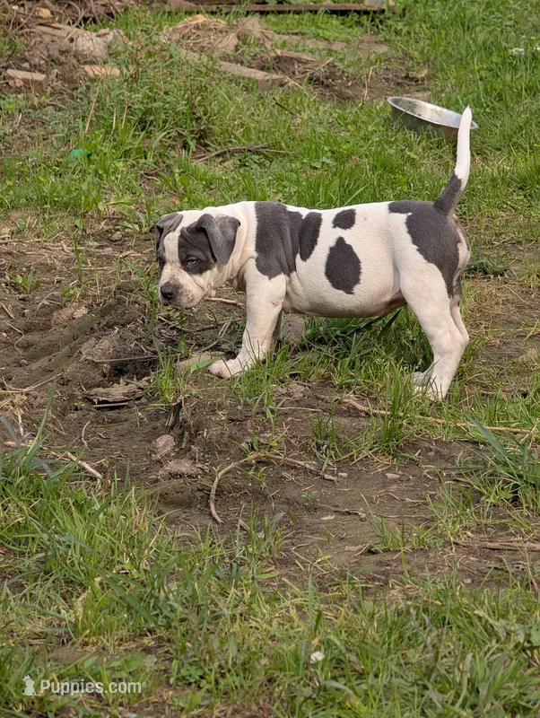 Blue Tricolor  – American Bully puppy for sale in Heuvelton, NY