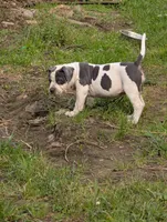 Blue Tricolor , a female American Bully for sale in Heuvelton, NY – 1 of 8