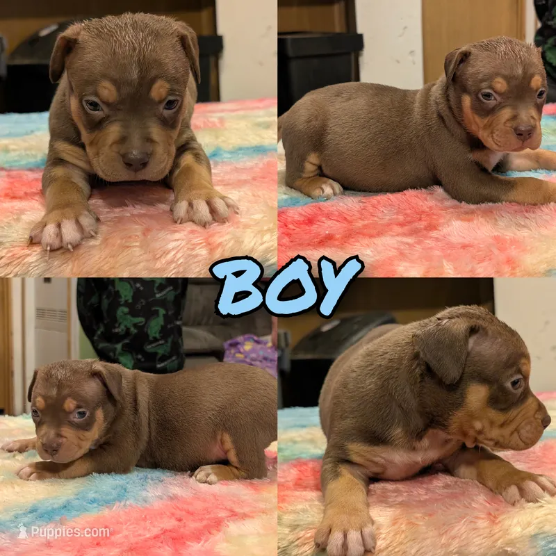 Chocolate Tricolor  – American Bully puppy for sale in Heuvelton, NY