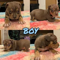 Chocolate Tricolor , a male American Bully for sale in Heuvelton, NY – 1 of 2
