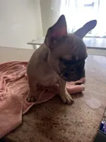 Hazel, a female French Bulldog for sale in Newark, NJ – Photo 6 of 10