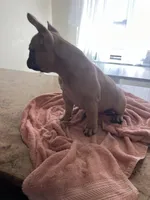 Hazel, a female French Bulldog for sale in Newark, NJ – Photo 9 of 10