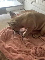 Hazel, a female French Bulldog for sale in Newark, NJ – Photo 10 of 10