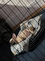 Hazel, a female French Bulldog for sale in Newark, NJ – Photo 5 of 10