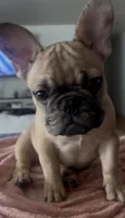 Hazel, a female French Bulldog for sale in Newark, NJ – Photo 2 of 10