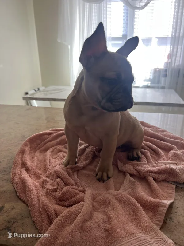 Hazel – French Bulldog puppy for sale in Newark, NJ