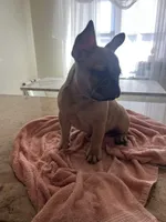 Hazel, a female French Bulldog for sale in Newark, NJ – Photo 1 of 10