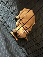 Hazel, a female French Bulldog for sale in Newark, NJ – Photo 4 of 10