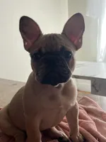 Hazel, a female French Bulldog for sale in Newark, NJ – Photo 3 of 10