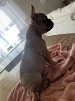 Hazel, a female French Bulldog for sale in Newark, NJ – Photo 8 of 10