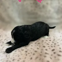 Vienna -Price Reduced!, a female Sheepadoodle for sale in Pensacola, FL – Photo 2 of 2