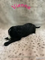 Vienna, a female Sheepadoodle for sale in Pensacola, FL – Photo 2 of 2