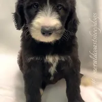 Vienna -Price Reduced!, a female Sheepadoodle for sale in Pensacola, FL – Photo 1 of 2