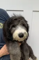 Vienna, a female Sheepadoodle for sale in Pensacola, FL – Photo 3 of 5