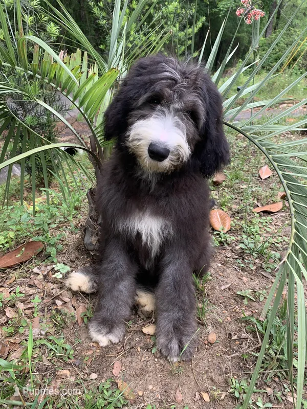 Vienna – Sheepadoodle puppy for sale in Pensacola, FL