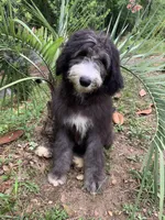 Vienna, a female Sheepadoodle for sale in Pensacola, FL – Photo 1 of 5