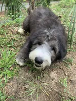 Vienna, a female Sheepadoodle for sale in Pensacola, FL – Photo 2 of 5