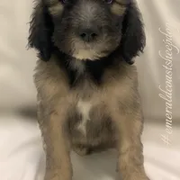 Fiji, a male Sheepadoodle for sale in Pensacola, FL – Photo 1 of 2