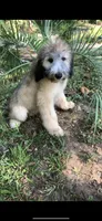 Fiji, a male Sheepadoodle for sale in Pensacola, FL – 2 of 5