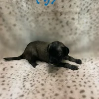 Fiji, a male Sheepadoodle for sale in Pensacola, FL – Photo 2 of 2