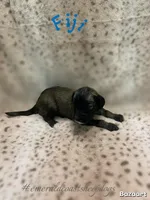 Fiji, a male Sheepadoodle for sale in Pensacola, FL – Photo 2 of 2