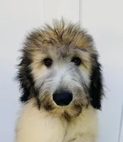 Fiji, a male Sheepadoodle for sale in Pensacola, FL – 3 of 5