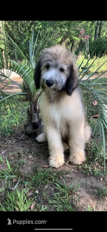 Fiji – Sheepadoodle puppy for sale in Pensacola, FL