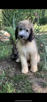 Fiji, a male Sheepadoodle for sale in Pensacola, FL – 1 of 5
