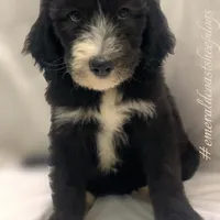 Rome-Price Reduced!, a male Sheepadoodle for sale in Pensacola, FL – Photo 1 of 3