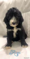 Rome, a male Sheepadoodle for sale in Pensacola, FL – Photo 1 of 2