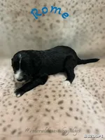 Rome, a male Sheepadoodle for sale in Pensacola, FL – Photo 2 of 2