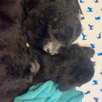 Rome-Price Reduced!, a male Sheepadoodle for sale in Pensacola, FL – Photo 3 of 3