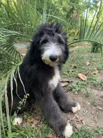 Rome, a male Sheepadoodle for sale in Pensacola, FL – Photo 1 of 6