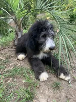 Rome, a male Sheepadoodle for sale in Pensacola, FL – Photo 2 of 6