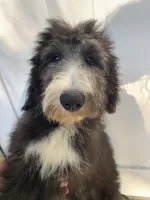 Rome, a male Sheepadoodle for sale in Pensacola, FL – Photo 3 of 6