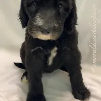 Paris-Price Reduced!, a female Sheepadoodle for sale in Pensacola, FL – Photo 1 of 2