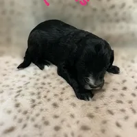 Paris-Price Reduced!, a female Sheepadoodle for sale in Pensacola, FL – Photo 2 of 2