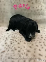 Paris , a female Sheepadoodle for sale in Pensacola, FL – Photo 2 of 2