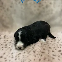 Maui, a male Sheepadoodle for sale in Pensacola, FL – Photo 2 of 2