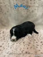 Maui, a male Sheepadoodle for sale in Pensacola, FL – Photo 2 of 2