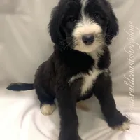 Maui, a male Sheepadoodle for sale in Pensacola, FL – Photo 1 of 2