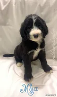 Maui, a male Sheepadoodle for sale in Pensacola, FL – Photo 1 of 2