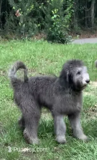 Capri – Sheepadoodle puppy for sale in Pensacola, FL