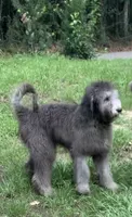 Capri, a female Sheepadoodle for sale in Pensacola, FL – 1 of 5