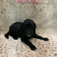 Capri-Price Reduced! , a female Sheepadoodle for sale in Pensacola, FL – Photo 2 of 2