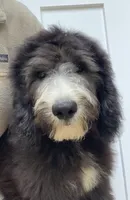 Bermuda, a male Sheepadoodle for sale in Pensacola, FL – 3 of 5