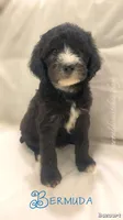 Bermuda, a male Sheepadoodle for sale in Pensacola, FL – 4 of 5